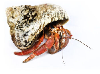 CARANGUEJO EREMITA TERRESTRE