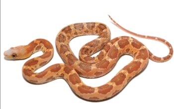 COBRA RATEIRA DAS CLAREIRAS, 'SCALELESS' Fêmea