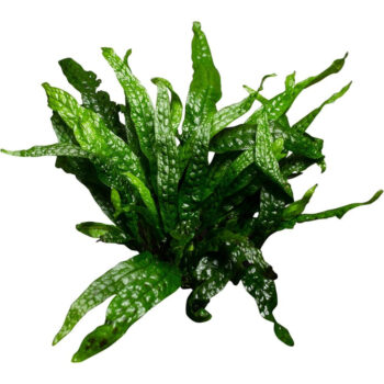 MICROSORUM 'GREEN GNOME'