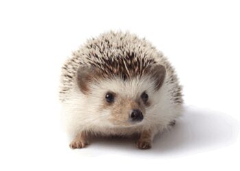 OURIÇO PIGMEU AFRICANO 'BÉBÉ'