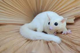 PETAURO DO AÇUCAR 'MACHO LEUCÍSTICO'