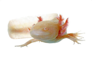AXOLOTE GOLD ALBINO, 4 - 5 CM