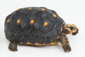 TARTARUGA DE PATAS VERMELHAS