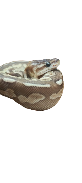 PITÃO BOLA 'Black Pastel Butter' - Fêmea - 'CC 2022'