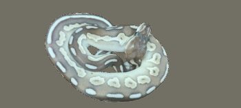 PITÃO BOLA 'Black Pastel Butter' - Fêmea - 'CC 2022'