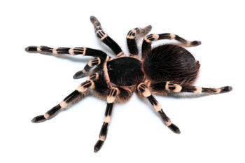 TARÂNTULA DE JOELHOS BRANCOS, 6.5 CM