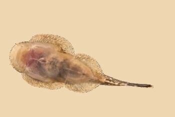 PLECOSTOMUS DO BORNÉU, ML