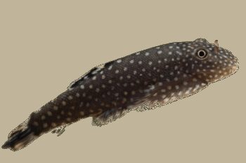 PLECOSTOMUS DO BORNÉU, ML