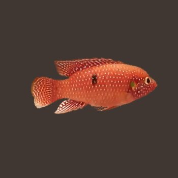 CICLÍDEO JÓIA VERMELHO, 4 - 5 CM