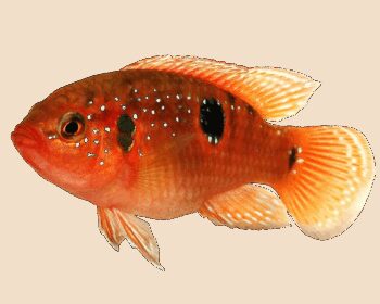 CICLÍDEO JÓIA VERMELHO, 4 - 5 CM