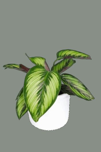 CALATHEA BEAUTIFUL STAR