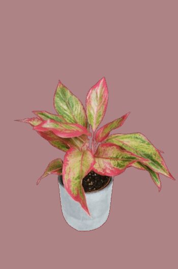AGLAONEMA CRETE FLAME