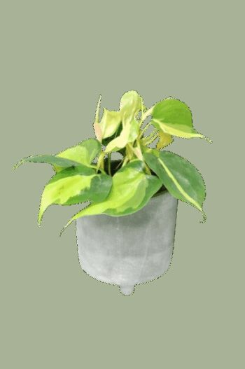 PHILODENDRON SCANDENS BRASIL