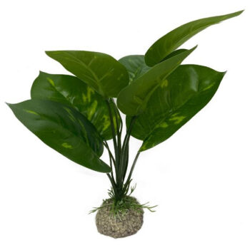 Planta Aquário Anubias 1 - 24 cm - Verde
