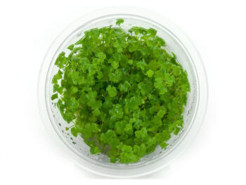 HYDROCOTYLE TRIPARTIDA (JAPAN) 'IN VITRO'