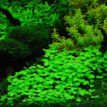 HYDROCOTYLE TRIPARTIDA (JAPAN) 'IN VITRO'