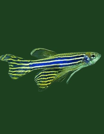DANIO ZEBRA DE VÉU, 3 - 3.5 CM
