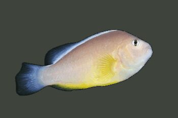 PEIXE PALHAÇO DE DORSO BRANCO, 3-5 CM
