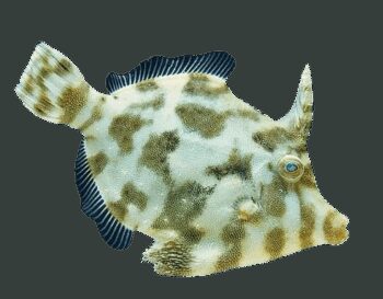 PEIXE FOLHA