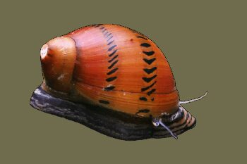 CARACOL NERITINA SEMICONICA