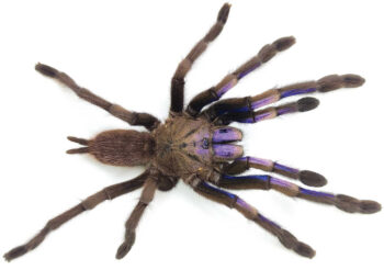 TARÂNTULA AZUL ELÉTRICO, 7-8 CM