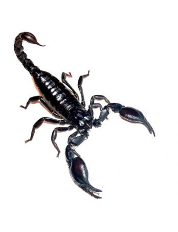 ESCORPIÃO ASIÁTICO DA FLORESTA