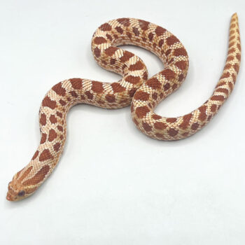 COBRA NARIZ DE PORCO RED BEBÉ - MACHO