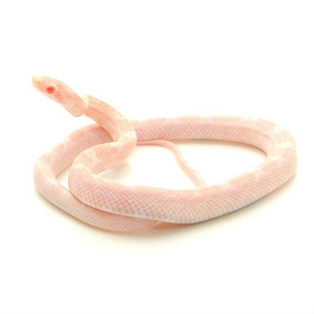 COBRA DO MILHO BEBÉ - 'SNOW'