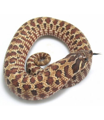 COBRA NARIZ DE PORCO BEBÉ