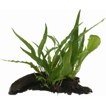 MICROSORUM EM TRONCO S