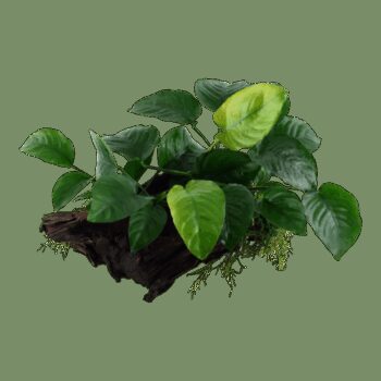 ANUBIA EM TRONCO - TAM S