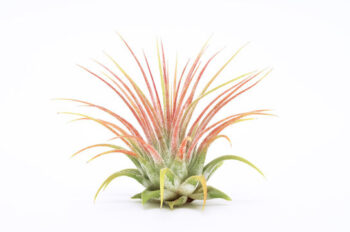 TILLANDSIA MIX