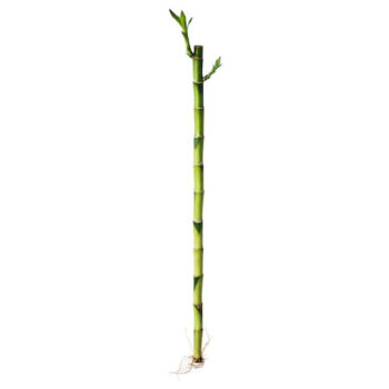 Bamboo Cana Recta - 30 CM