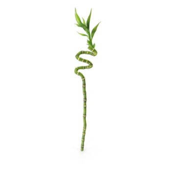 Bamboo Cana Espiral - 40 CM