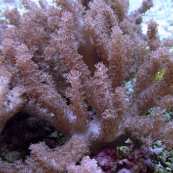 CORAL CAVALO MARINHO