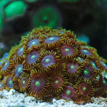 ZOANTHUS SPP. MIX