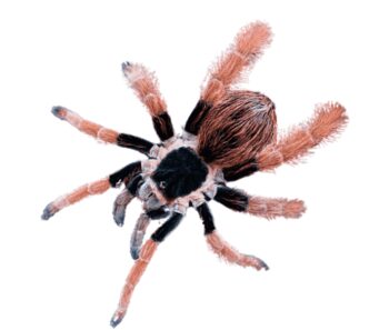 TARÂNTULA GIGANTE DA COLÔMBIA