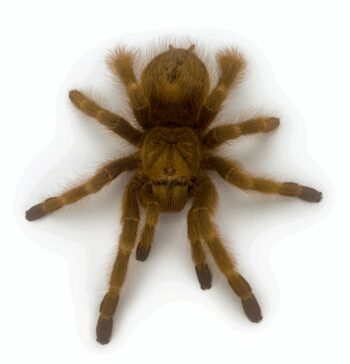 TARÂNTULA BRASILEIRA DOURADA, 6 CM - MACHO