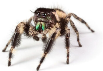 ARANHA SALTADORA 'Jumping Spider'