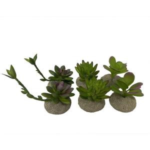 Planta Terrário Succulents - 8 x 6 x 11 cm- Sortido