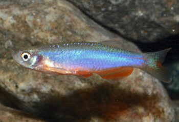 DANIO ROSA, 2 - 2.5 CM