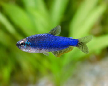 TETRA IMPERADOR SUPER BLUE, 2 CM