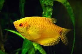 GOURAMI OURO