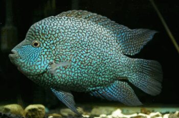 CICLÍDEO TEXAS AZUL, 3-4 cm