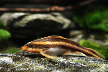 PEIXE GATO RAFAEL