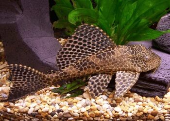 PLECOSTOMUS LEOPARDO, 4 - 5 CM