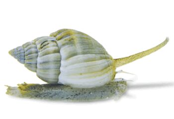 CARACOL NASSARIUS, 1 - 2 CM