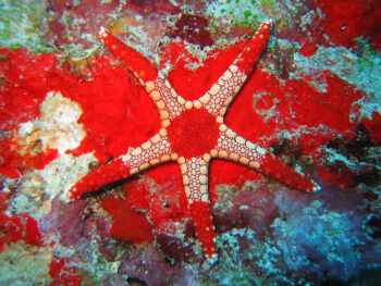 ESTRELA DO MAR APIMENTADA, 5 - 7 CM