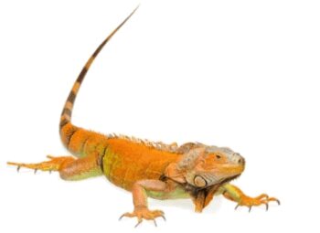 IGUANA LARANJA Bébé