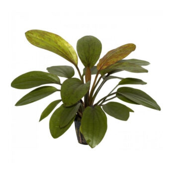 ECHINODORUS ROSÉ